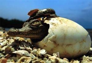 El espectacular refugio de los cocodrilos en Tumbes