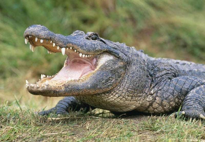 alligators 571014