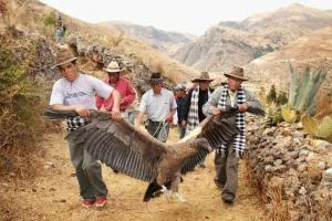 Cóndor andino Perú