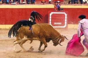 Cóndor andino Perú