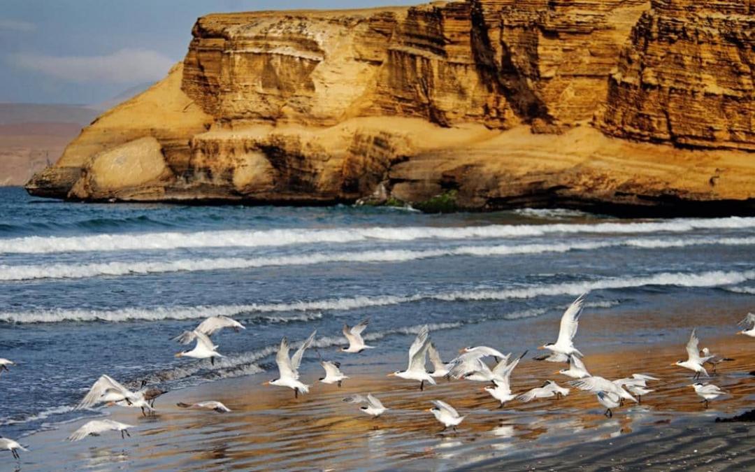 Reserva Nacional de Paracas