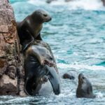 ecosistema marino reserva nacional de paracas