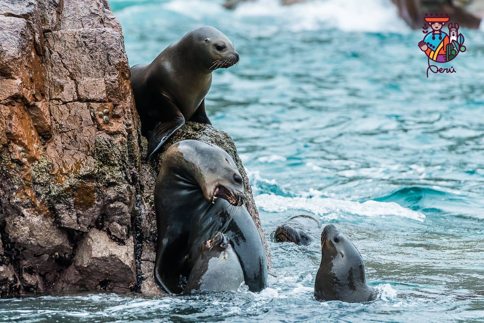 ecosistema marino reserva nacional de paracas