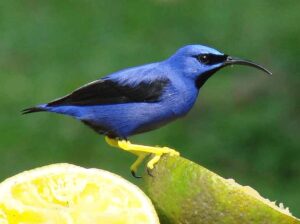 Pajaro Azul