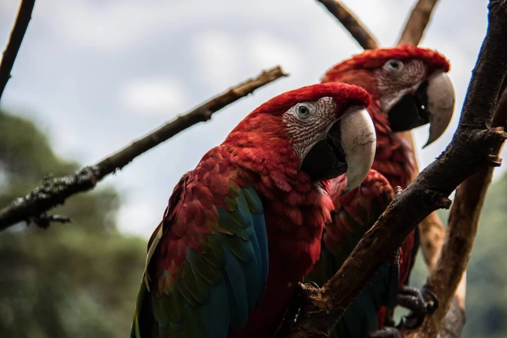 CRS: Lobo de río gigante y fauna en el Manu