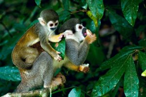 reserva nacional pacaya samiria