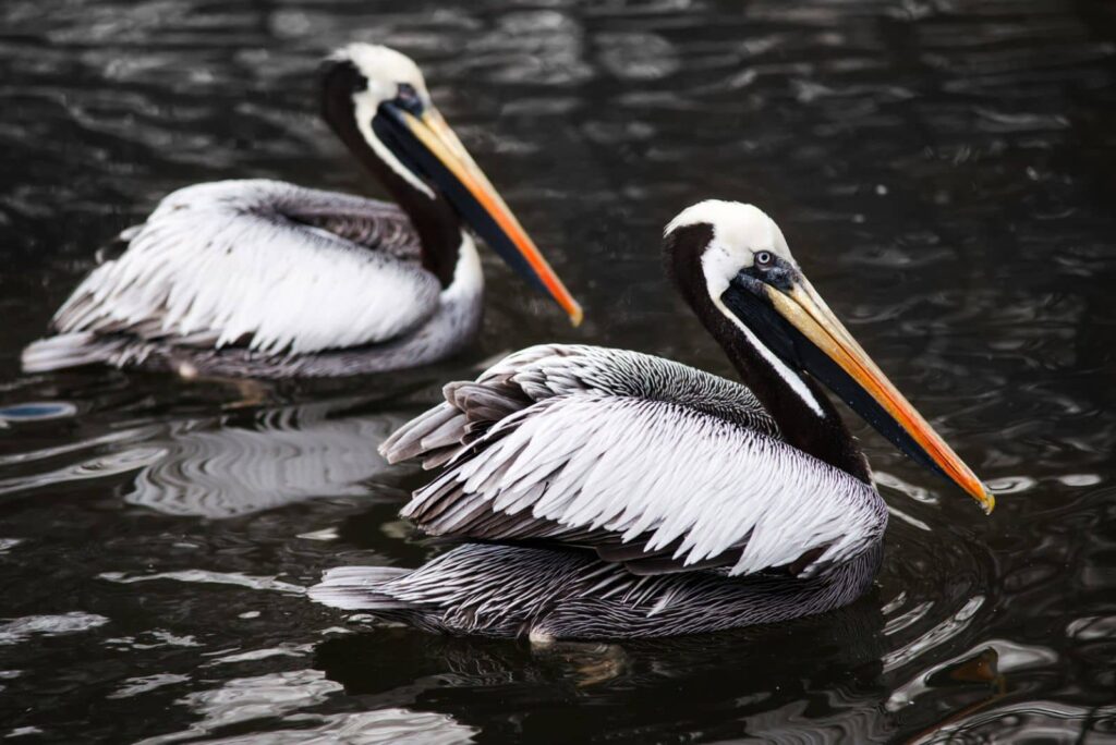reserva nacional de Paracas aves