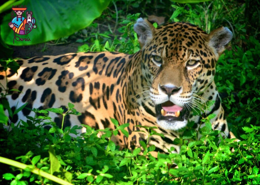 jaguar parque nacional bahuaja sonene inapari peru

