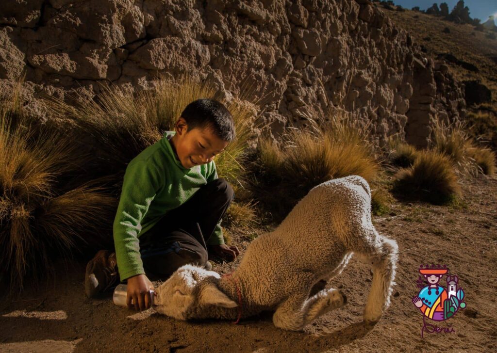 nino con su oveja sicuani cusco